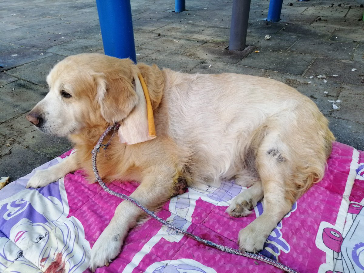 Mucize, Hatay depreminde enkazdan üç gün sonra çıktığı için adını Mucize koymuştuk. 3 ay önce onu da kaybettik. Seni çok özlüyorum güzel Mucizem.  

#6Şubat