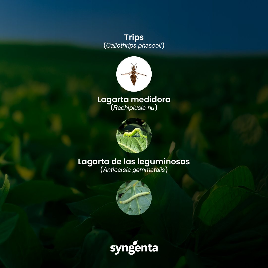 Con Virantra, enfrentá las plagas más desafiantes con confianza y resultados 🌾

Este insecticida de amplio espectro combina un modo de acción innovador con larga residualidad (hasta 40 días), brindando una protección eficiente y sostenible. ✅ 

Además, gracias a su