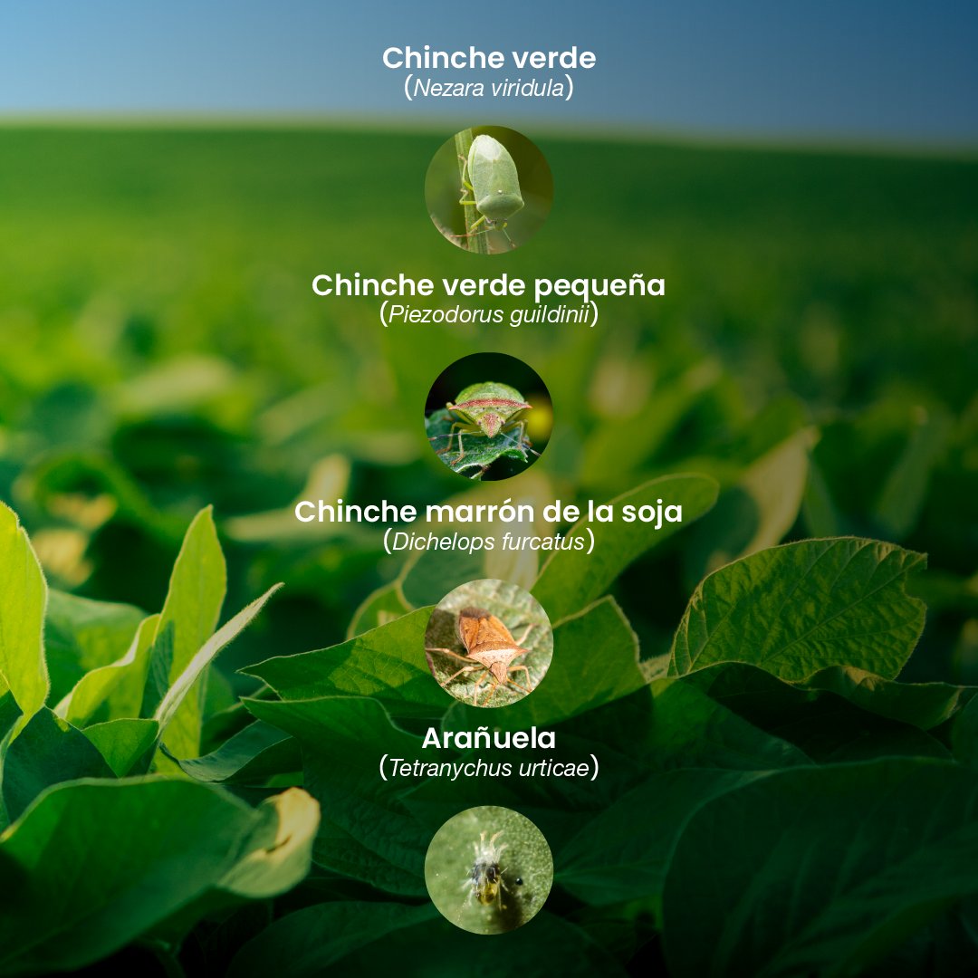 Syngenta Uruguay tweet media