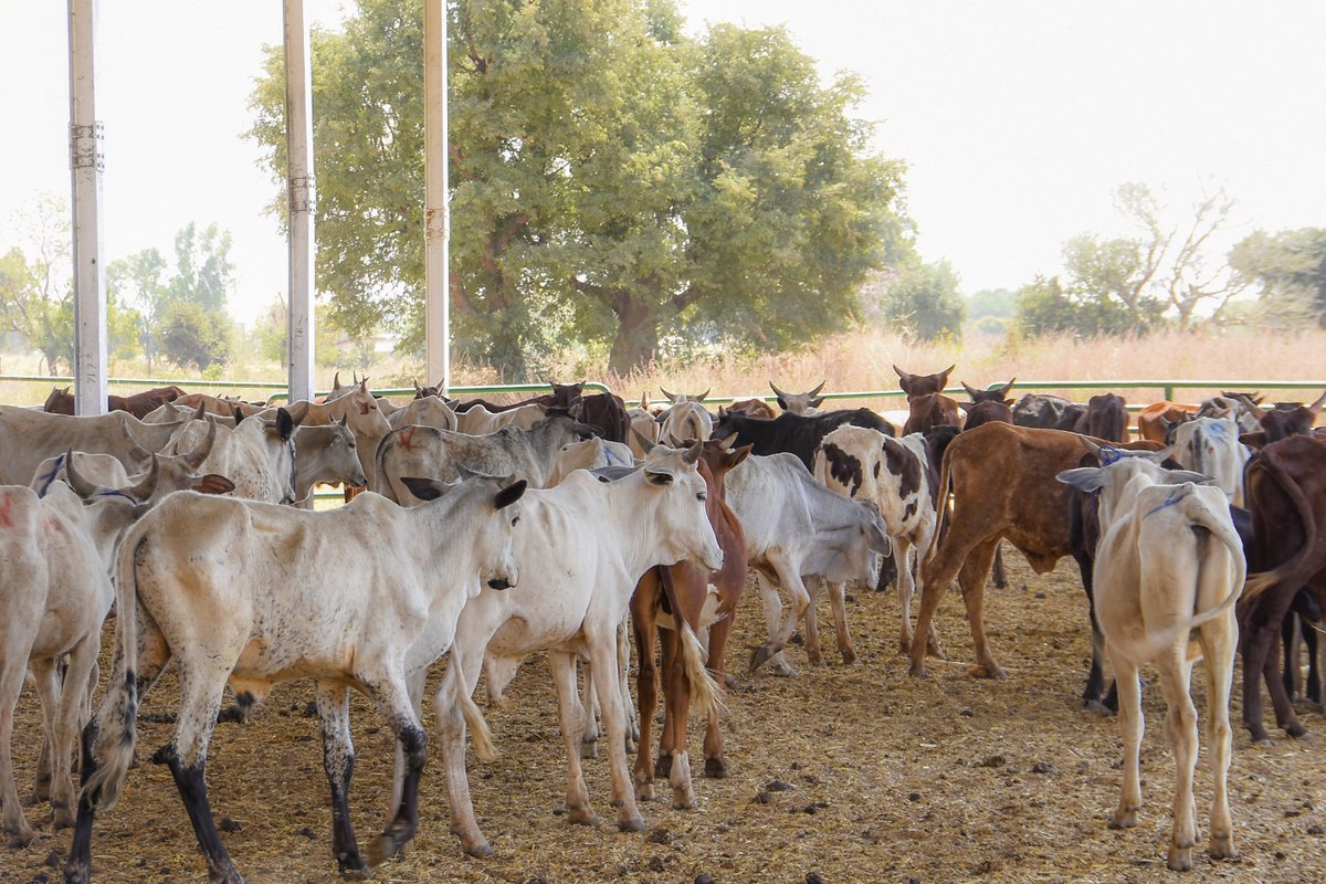 KanoPastoral's tweet image. KSADP, funded by #IsDB & #LLF, continues to support people in Kano with free livestock (Bulls and rams), feeds & medicaments! Bull & ram fattening reduces animal movements thereby fattening them more quickly. Larger animals can be sold for more profit as they yield more meat.