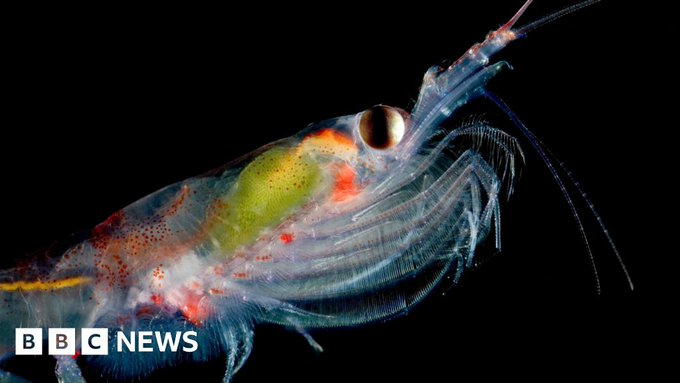 UN Biodiversity (@unbiodiversity) on Twitter photo "They are tiny unsung heroes that sustain incredible marine life, but climate change & unsustainable fishing are putting them at risk"
Researchers are developing ways to use satellites to know how many krill are in the Southern Ocean
bbc.com/news/articles/…
via <a href="/LewisPughFDN/">Lewis Pugh Foundation</a> "They are tiny unsung heroes that sustain incredible marine life, but climate change & unsustainable fishing are putting them at risk"
Researchers are developing ways to use satellites to know how many krill are in the Southern Ocean
bbc.com/news/articles/…
via <a href="/LewisPughFDN/">Lewis Pugh Foundation</a>