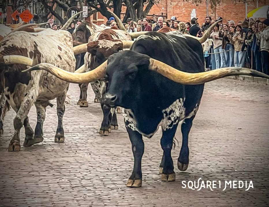 🐂 Guess this steer’s name! Drop your pick in the comments! 👇

1️⃣ Black Gold
2️⃣ Brutus
3️⃣ Black Smith
4️⃣ McCree

Let’s hear your best guess! 🤠 #NameThatSteer #CattleDrive #WesternHeritage
📸 Photo Credit: Square 1 Media