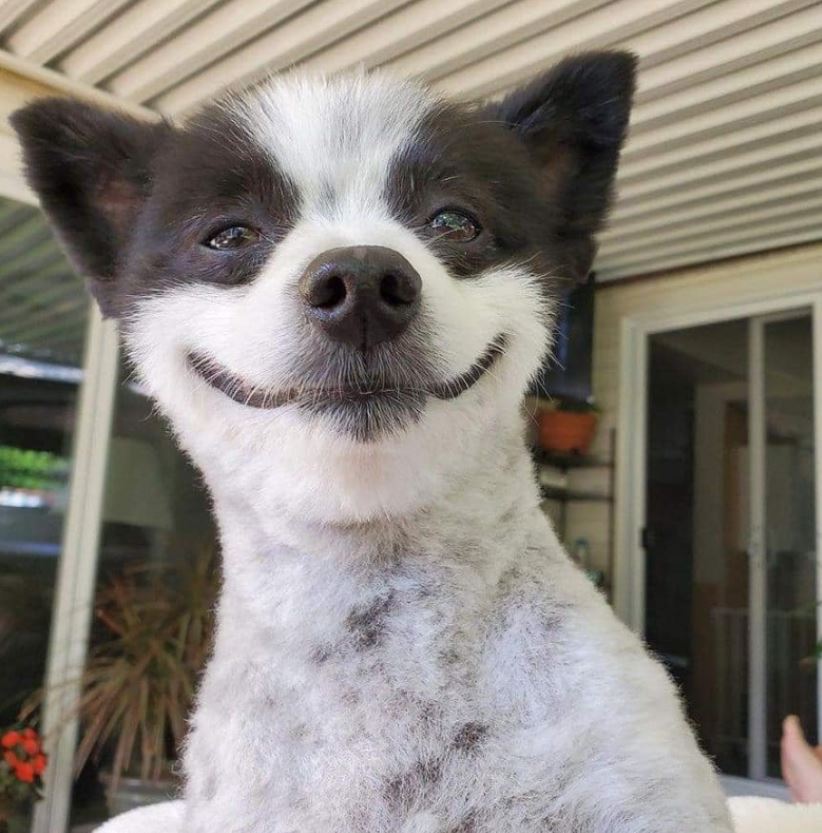 Tweets of Dogs tweet media