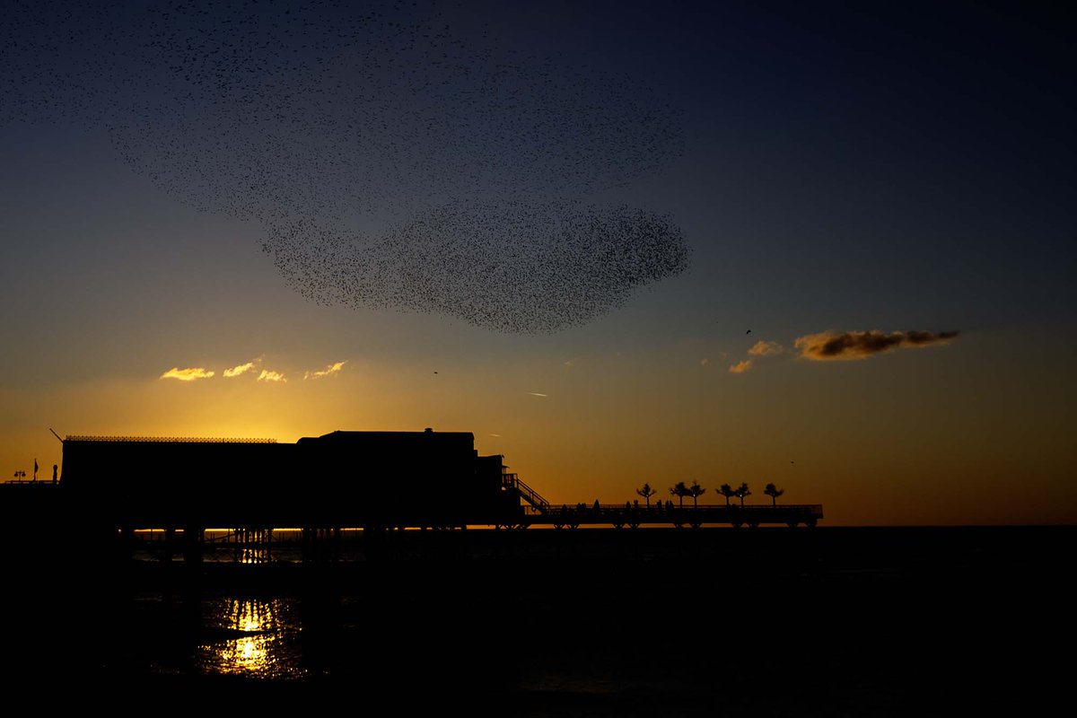 achittock's tweet photo. Starlings at sun set in Aberystwyth sea front @S4Ctywydd https://t.co/Cy9byg09iW