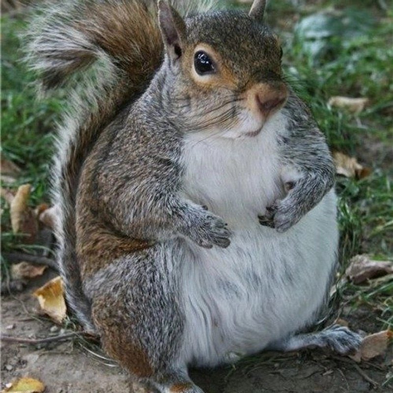 CTOScanner's tweet photo. NEW CTO DETECTED!
๐ท๏ธ Giga Pnut | $GNUT (RAYDIUM)
๐ Token Address:
9eRxbpjwSoLYfPdTQAD8ifMz1CkPqszxFMMa5j7npump
๐ง Liquidity: $18.96K
๐ Market Cap: $29.22K
๐ 24h Volume: $560.30K
โฐ Token Age: 1h
#solana #memecoins #cto #gnut https://t.co/TxbBMlUSWe