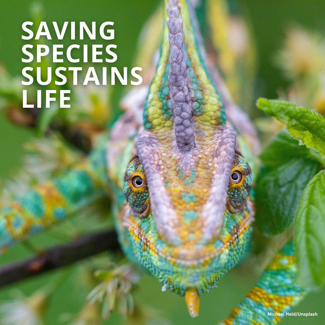 UN Biodiversity (@unbiodiversity) on Twitter photo Saving Species Sustains Life🌍
Today is #ReverseTheRedDay! @reversethered1 is driving global action to protect species and ecosystems. By uniting experts, they assess, plan, and act for conservation.
Let’s protect nature and secure our future. Together, we can #ReverseTheRed!🌱 Saving Species Sustains Life🌍
Today is #ReverseTheRedDay! @reversethered1 is driving global action to protect species and ecosystems. By uniting experts, they assess, plan, and act for conservation.
Let’s protect nature and secure our future. Together, we can #ReverseTheRed!🌱