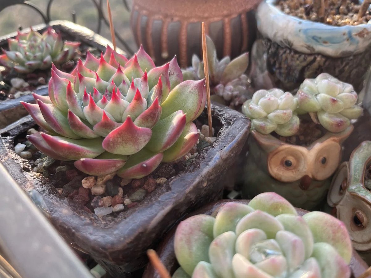 🌿 多肉植物を育てるのは、まるで静けさを育てるようなもの。ゆっくり成長する姿を見ていると、心も落ち着いてくる。人生は急がなくてもいい、ゆっくり進むからこそ味わいがあるんだね。😊💚