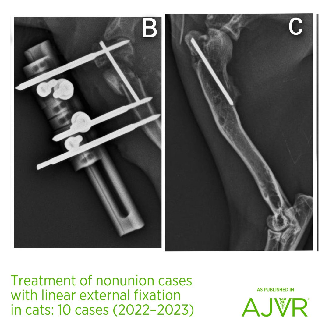 AJVROA's tweet image. The linear external fixation system provided adequate stability in the treatment of #nonunion in cats and maintained this stability until #bone healing was complete. 🐈 Open access article: jav.ma/linear #cat #linearexternalfixator #fracture