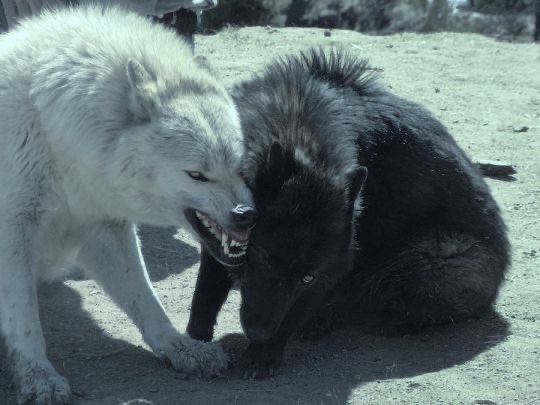 ROTT3NDOG's tweet image. ⠀⠀⠀⠀ ⠀⠀⠀⠀ ⠀⠀⠀ ⠀⠀LUCA. ⠀⠀⠀⠀ ⠀⠀⠀⠀ ⠀⠀⠀ ⠀⠀ ⠀⠀⠀⠀ ⠀⠀⠀HE/IT/THEY. ⠀⠀MDNI. ⠀⠀⠀⠀ ⠀⠀⠀⠀ ⠀⠀⠀ ⠀⠀⠀ROTTEN DOG. ⠀ ⠀ NO TW. ⠀⠀⠀⠀ ⠀⠀⠀⠀ ⠀⠀⠀⠀ ⠀PARAPHILIAC ACCOUNT. ⠀⠀⠀⠀ ⠀⠀⠀ ⠀ ⠀⠀ all concepts between consenting adults.