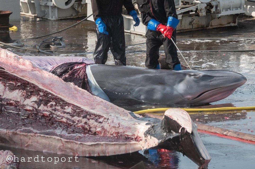dolphin_angels's tweet photo. #Iceland’s Animal Welfare Act Art. 21: Animals must be killed swiftly &amp; painlessly &amp; where possible without other animals becoming aware of the killing. Y23, a calf was aware her mother-whale 17 had been killed when it slid out from her belly. @HannaKataF https://t.co/5P1V3XpyYk