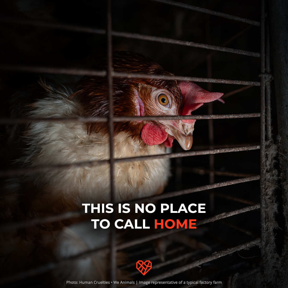 Can you even imagine an entire life spent suffering in an overcrowded, filthy, and tiny cage? 💔
Shame on <a href="/CruiseNorwegian/">Norwegian Cruise Line</a> for not caring about the hens that lay their eggs!