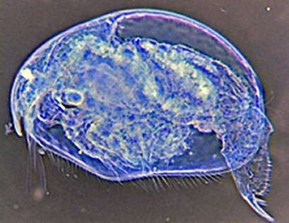 Sameer Padhye tweet media