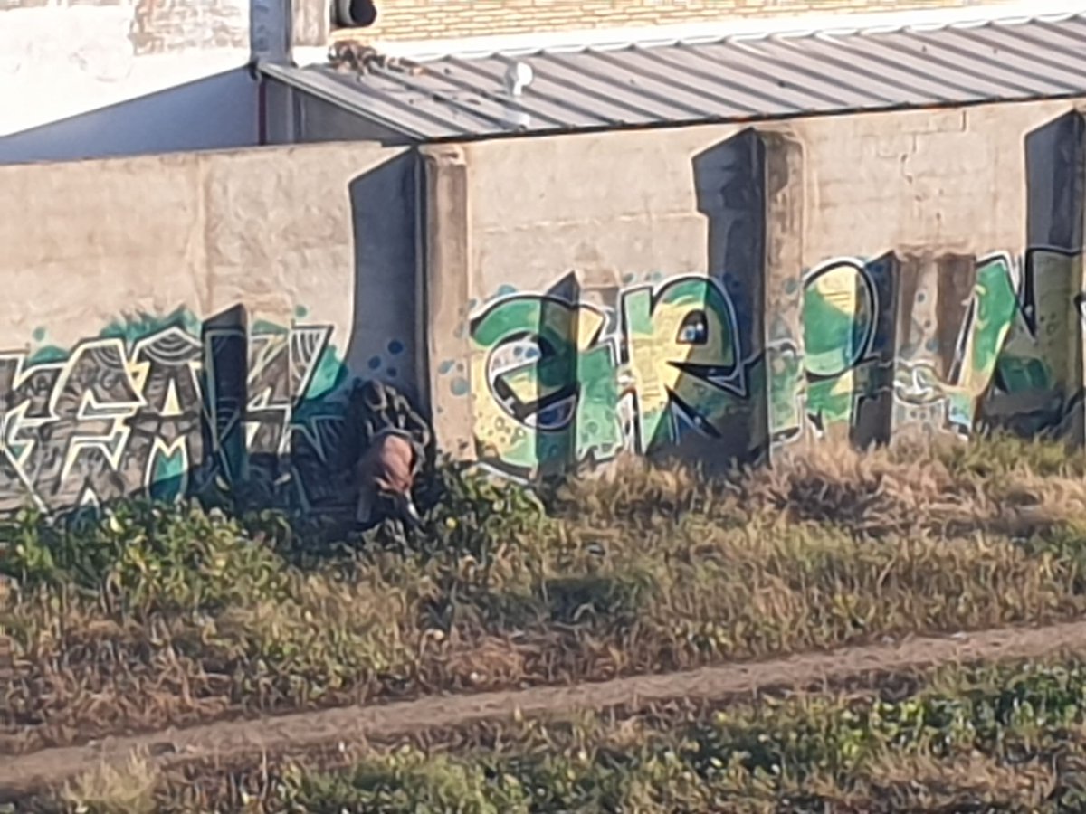 Por que solicitamos que se vallen los descampados del #barriocontadores?, para que nuestras familias no tengan que ver a éstas personas realizando sexo a plena luz del día. <a href="/jdelarosa100/">Juan de la Rosa</a> cumpla lo prometido a los vecinos, es competencia de urbanismo del <a href="/Ayto_Sevilla/">Ayuntamiento de Sevilla</a>