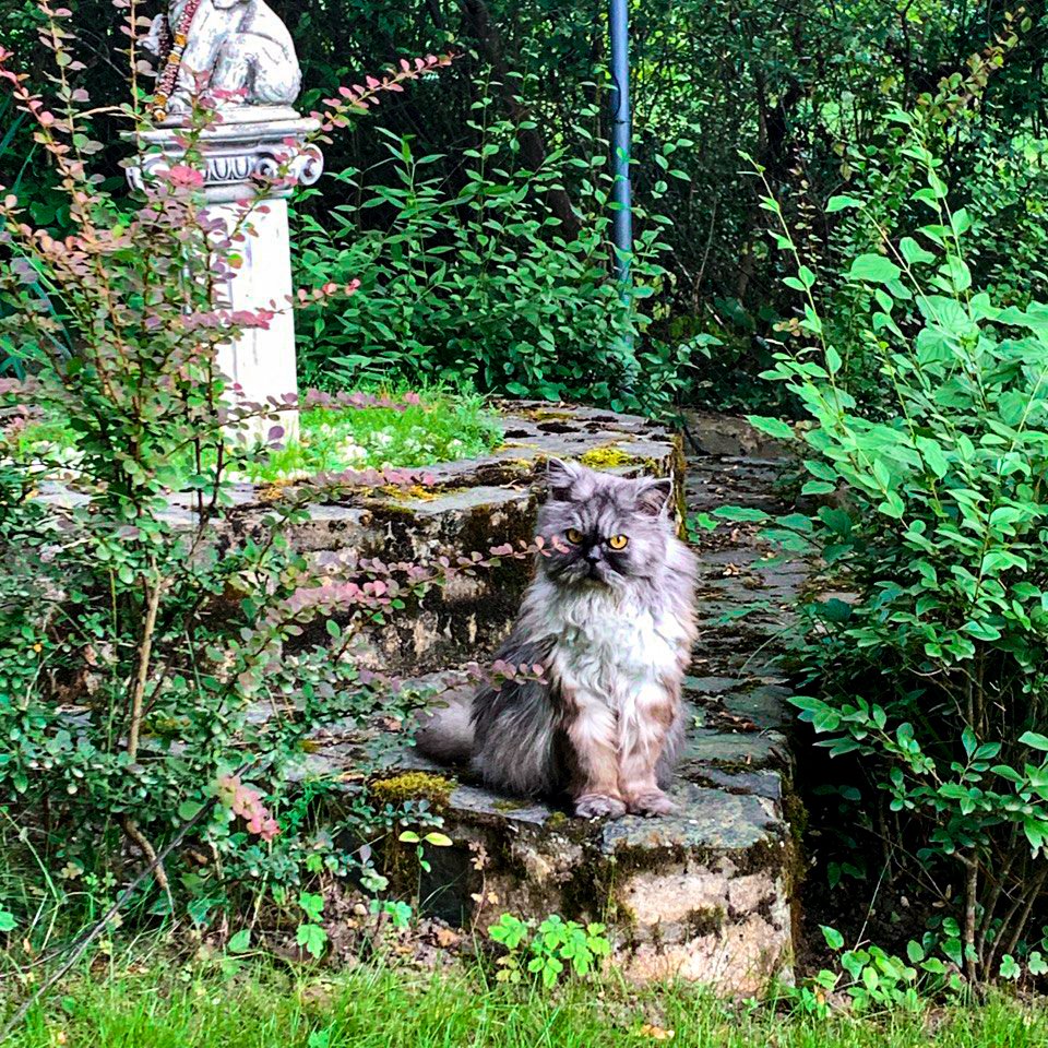 Hier ist unser allerliebster Katerjunge – Charlie (Maumau)