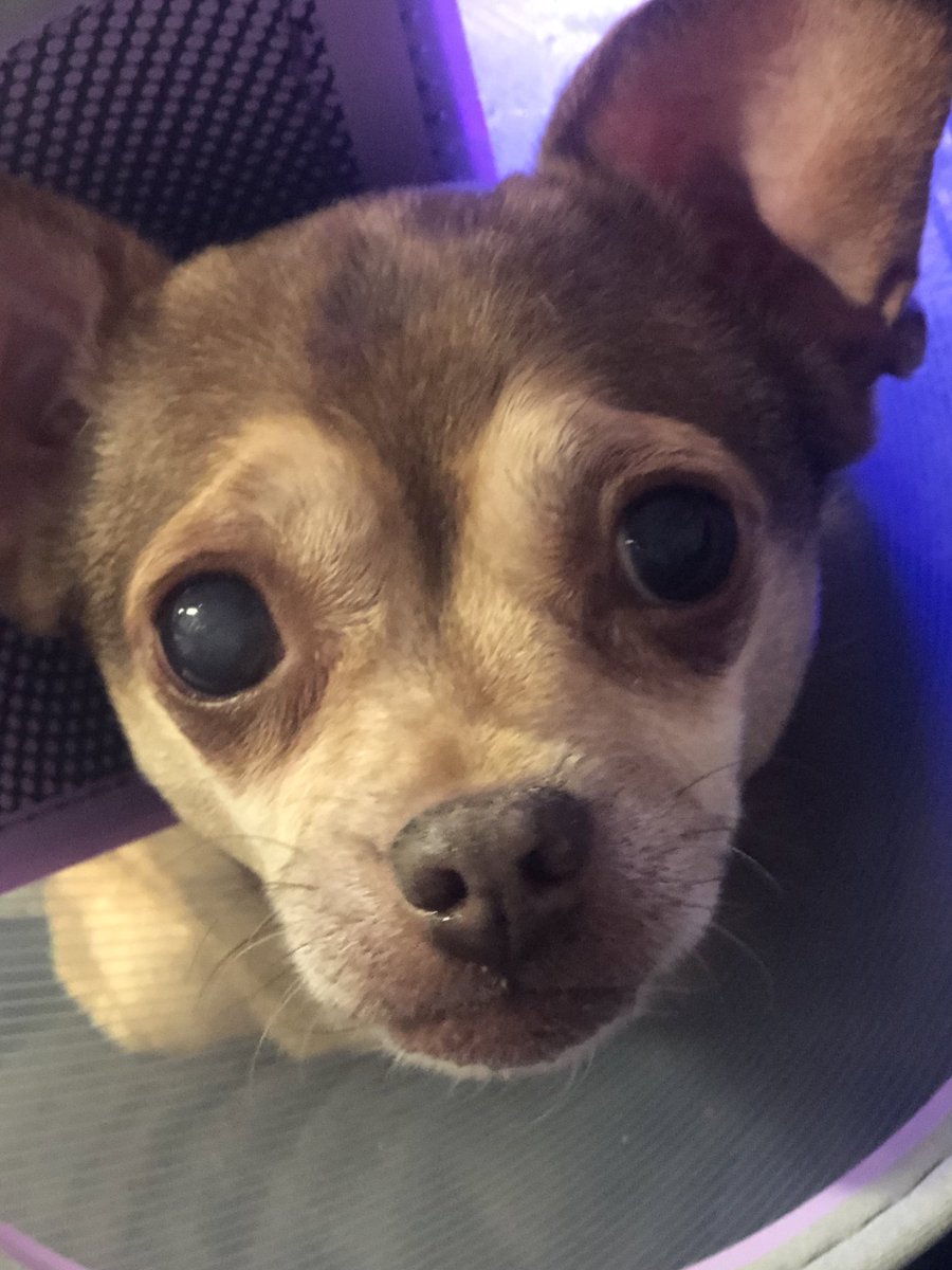 Chica the chihuahua and crew tweet media