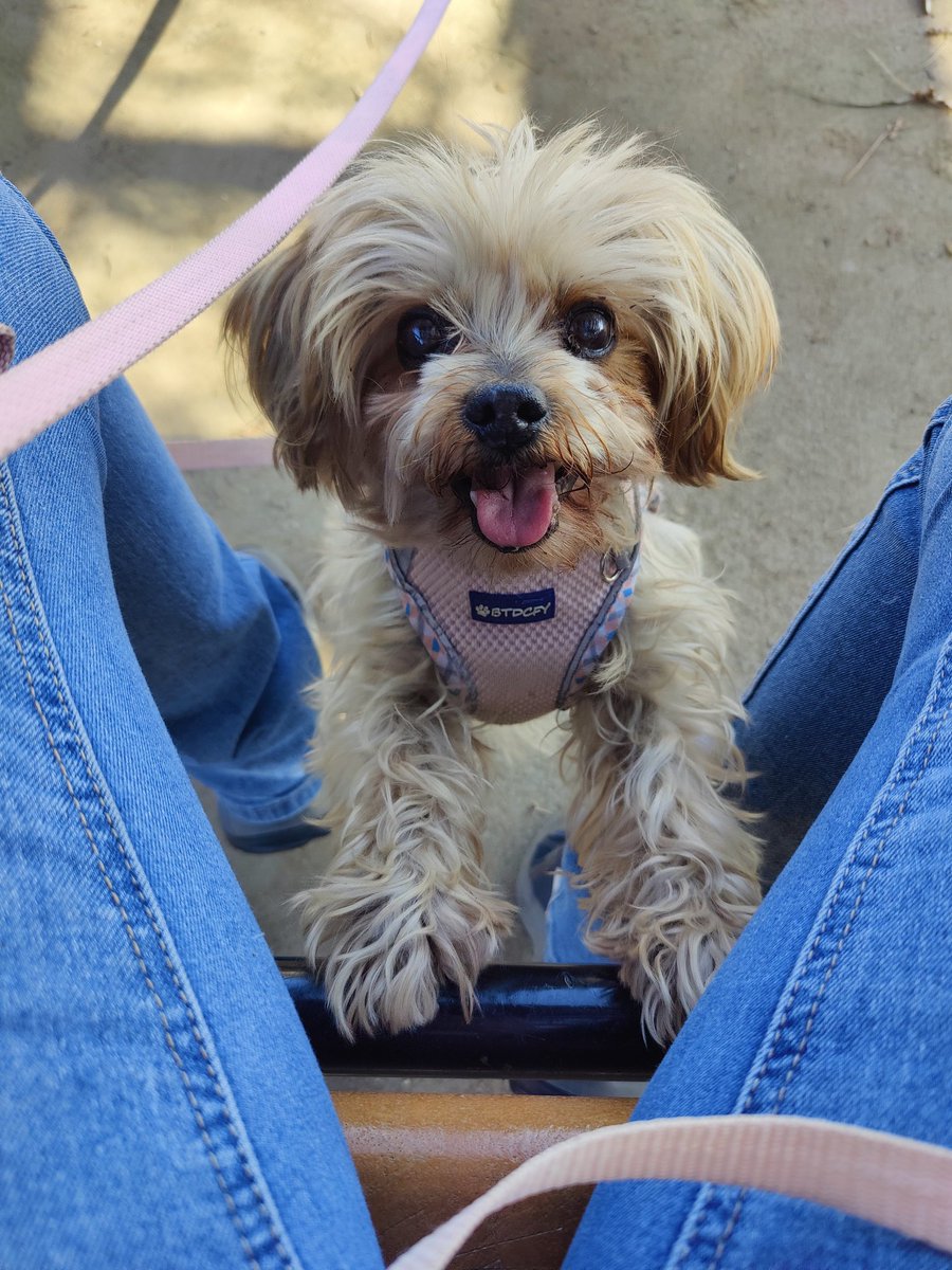 KimKingsley7's tweet photo. As much as I love politics and the disintegration of the Democrat Party (really.. David Hogg...that's the best they can do) sometimes I just want to see a photo of a cute dog or cat. 

So here's one of my four dogs. That's right. Four. 

She's old. She's deaf. But she's the bomb.