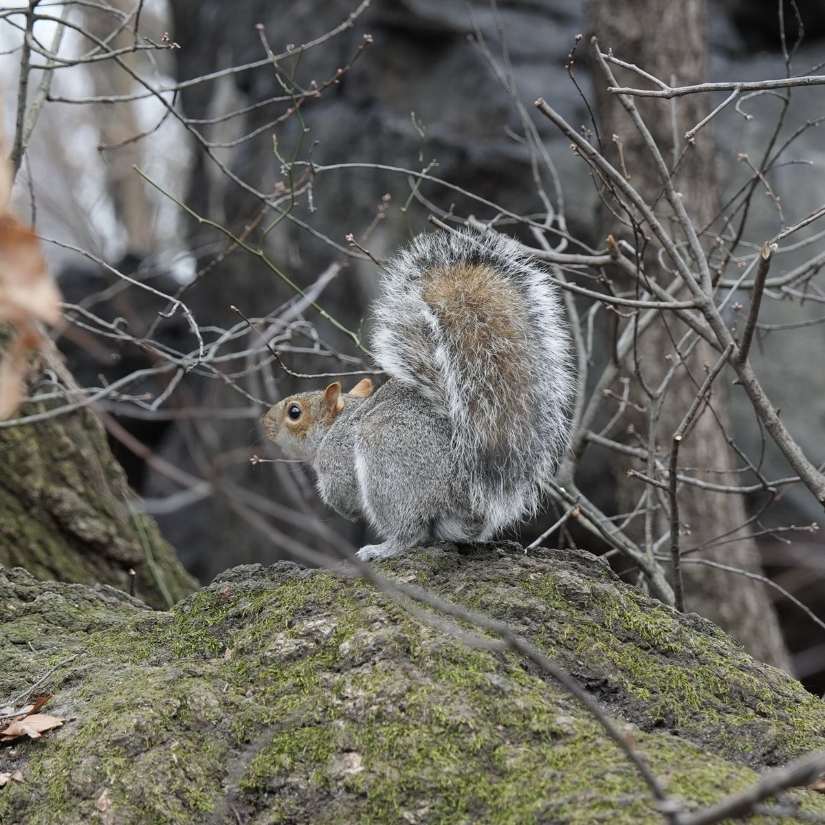 Fuzzy Squirrels (@fuzzy_squirrels) on Twitter photo 