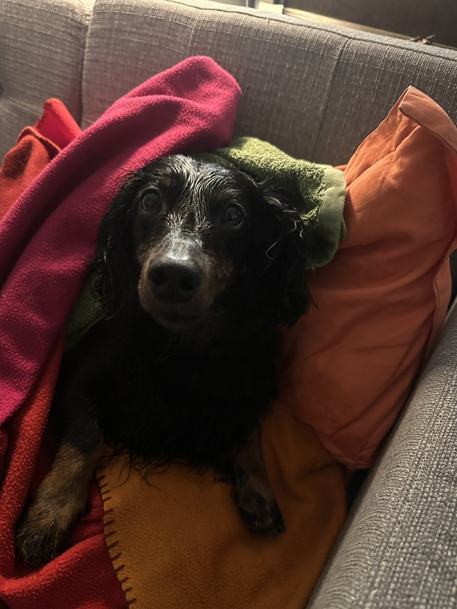 So stellt sich mein Hund beim Duschen auch an  #ibes #ibes2025