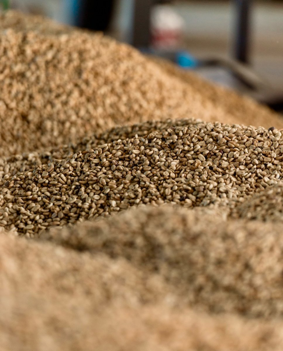 Every cup of Royal Kona Coffee is packed with aloha—from handpicked beans to expertly roasted perfection. Savor the rich, smooth taste of Hawaii in every sip! ☕️🌱 #RoyalKonaCoffee #CraftedWithAloha