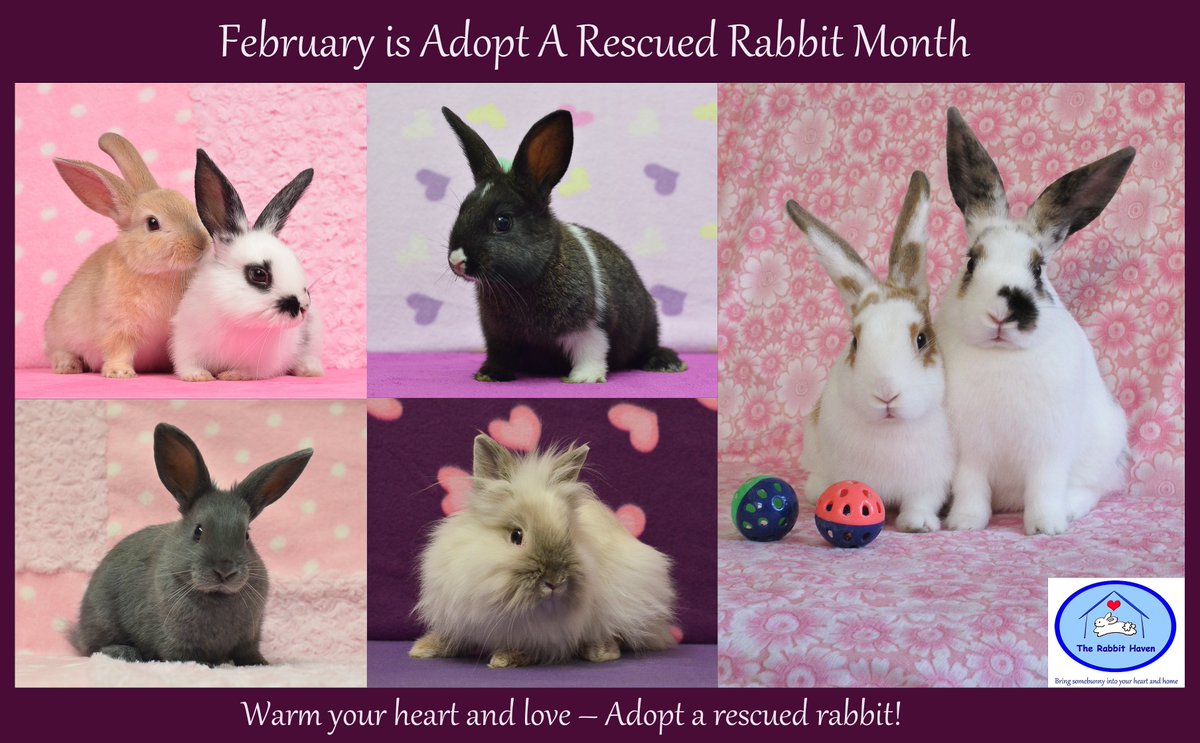 The Rabbit Haven tweet media