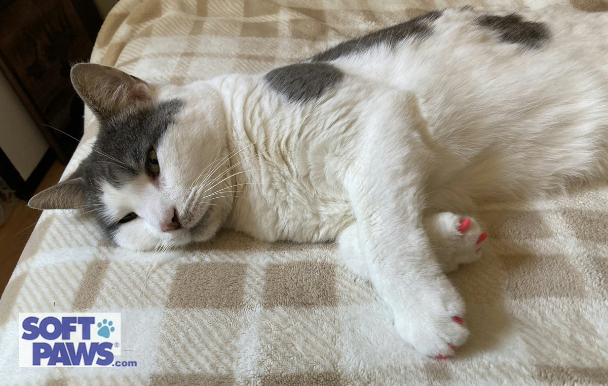 Soft Paws tweet media