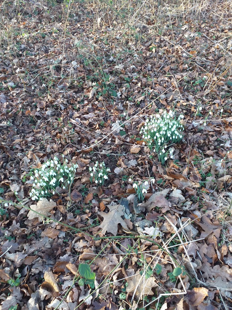 Hiding in the winter leaves , trembling in the frosty breeze . Nodding underneath the trees , shy and bright , nodding white , we find the Snowdrops. 

Miss you , Dad .