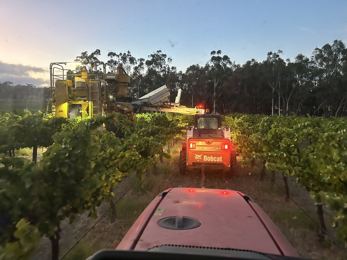 ToddOak83's tweet photo. This was definitely a first… #vintage2025 #bobcat #grenache #McLarenVale https://t.co/FOXaGl7S8l