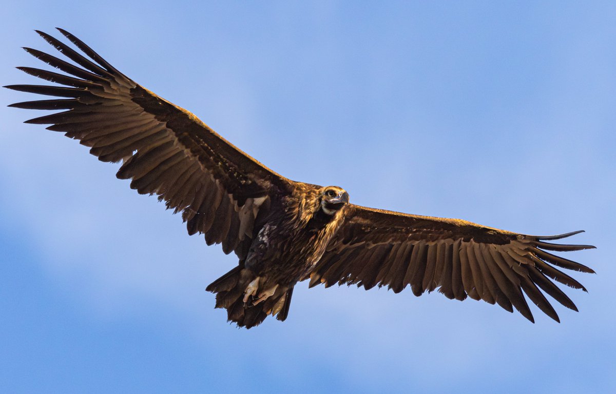 Eurasian Black Vulture (Cinereous vulture), Monfragüe National Park, Extremadura, Spain