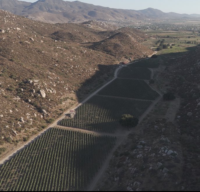 SolarFortun's tweet photo. 🍇 Viñedo Solar Fortún 
🇲🇽 Francisco Zarco, Valle de Guadalupe. https://t.co/AaWSLrwwt2