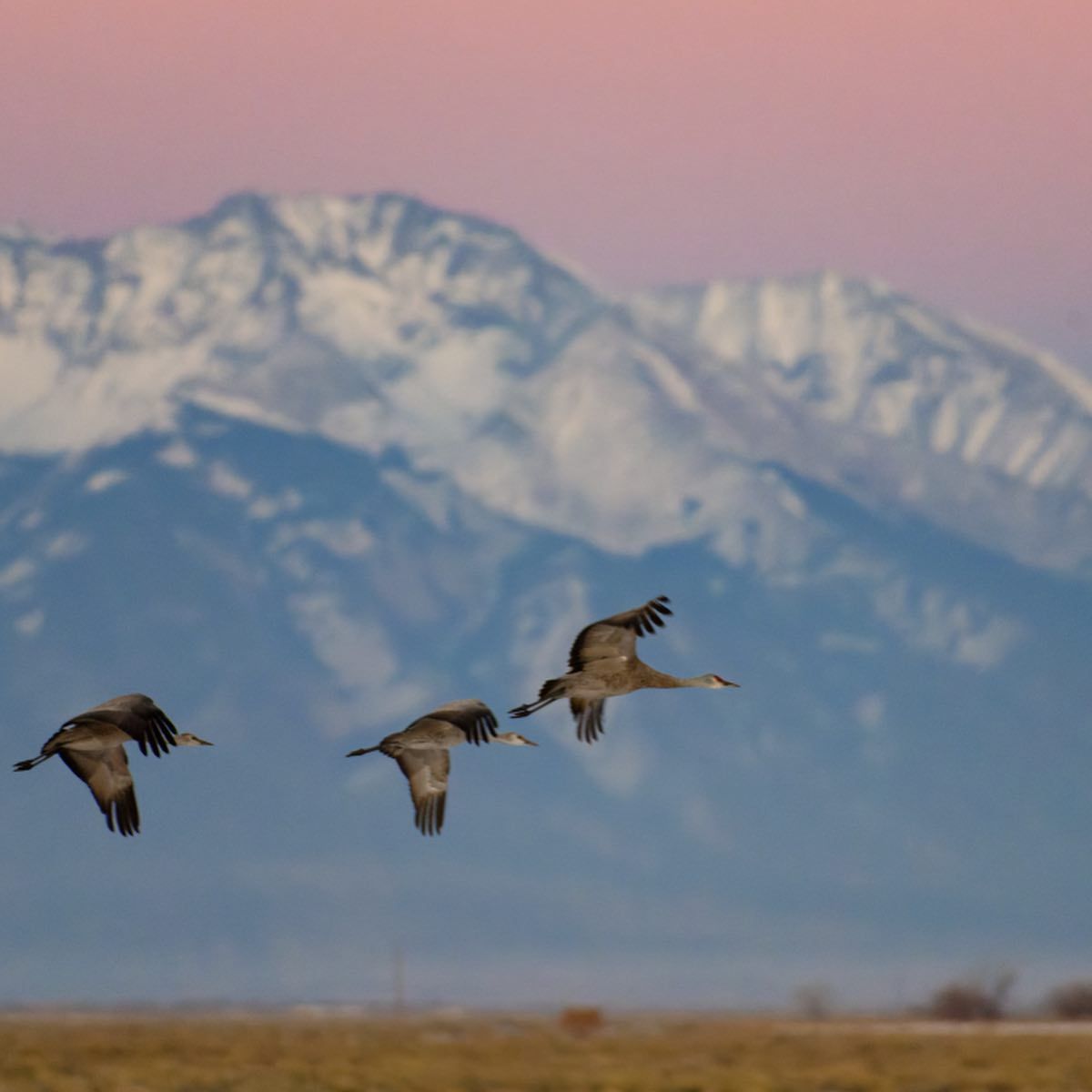 Crane season is just around the corner! Each year, more than 20,000 Sandhill Cranes spend their Spring Break in the San Luis Valley🪽 Learn more: buff.ly/3ZB9qVe 
📸: <a href="/j/">j</a>.daniel.photo 
#visitalamosa #MVCraneFest2025 #SandhillCranes #MonteVistaCraneFestival