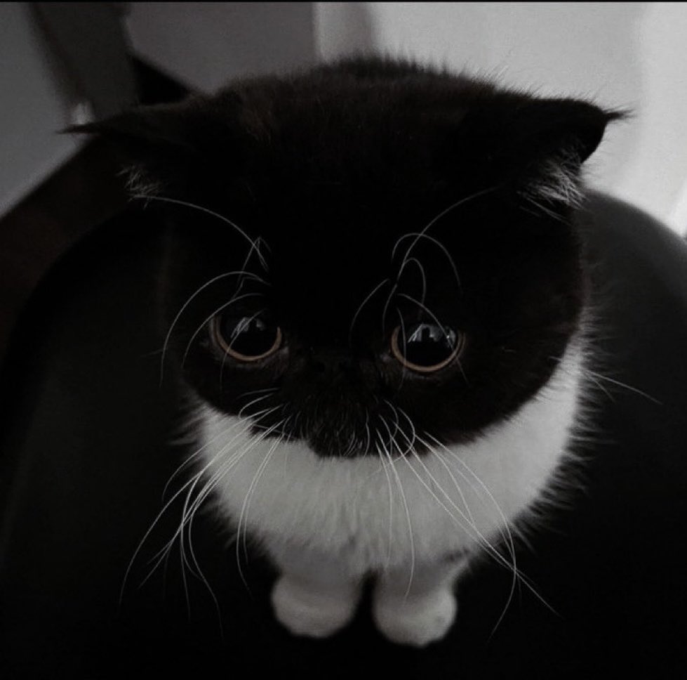 youngmi if she was a cat