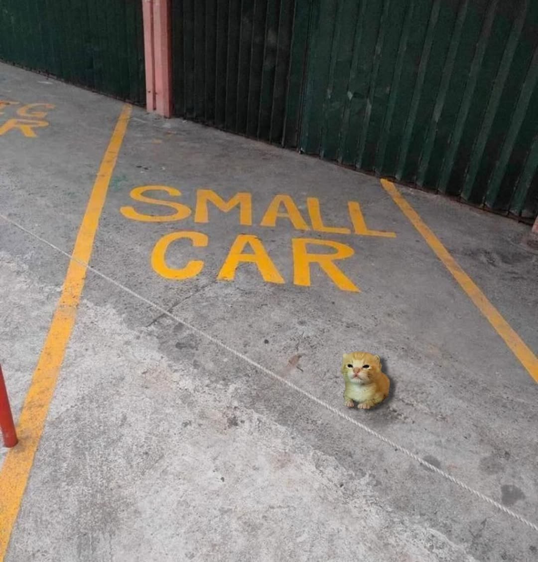 smol silly cat tweet media
