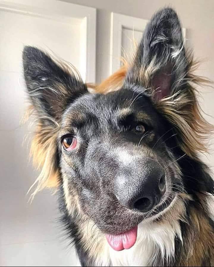 Doggo Info Tweets tweet media