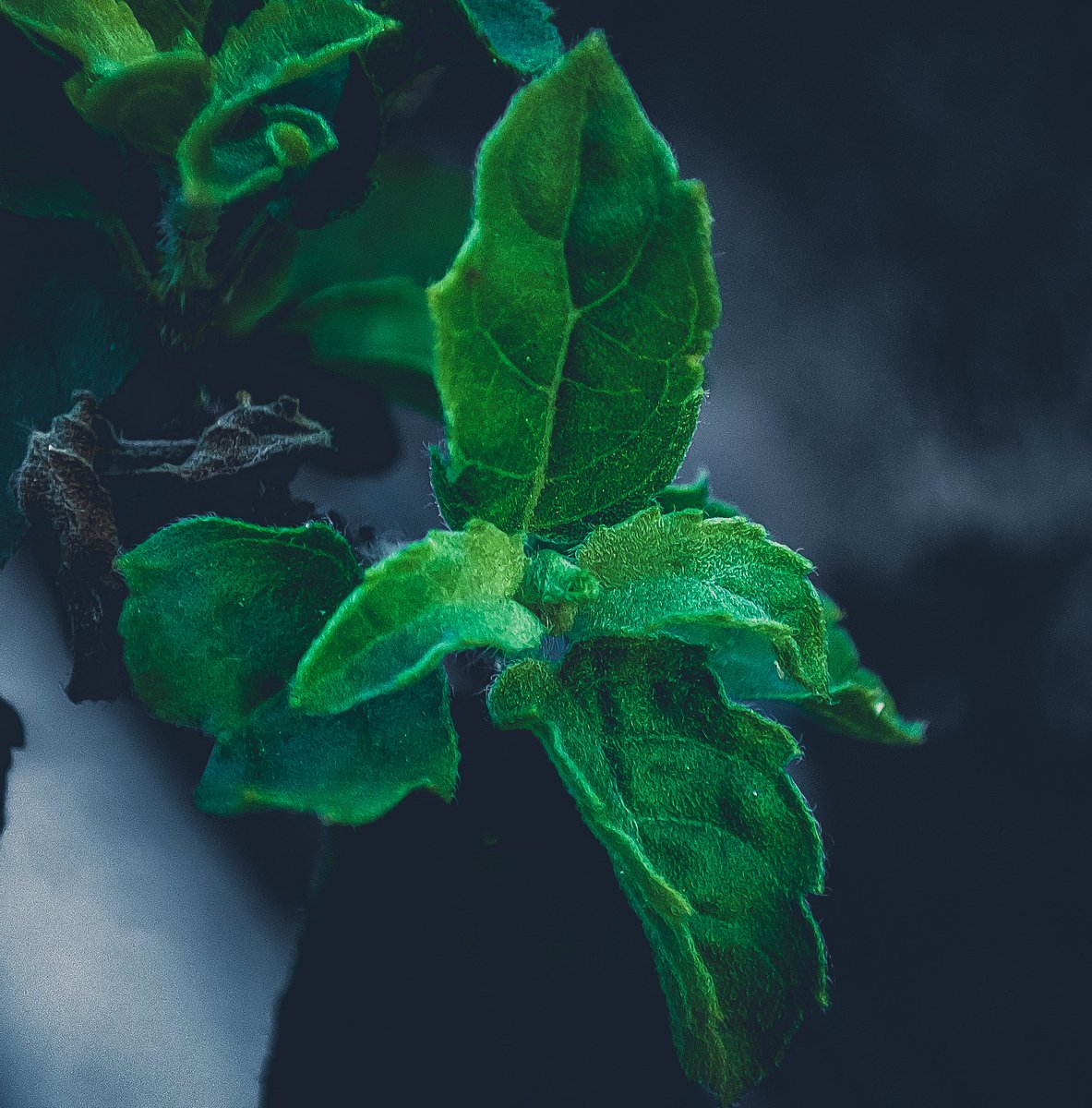 JainendraNahata's tweet image. Macro Photography 😊 
#MyPhotography
#ShotOnSnapdragon
#EditedInLightroom