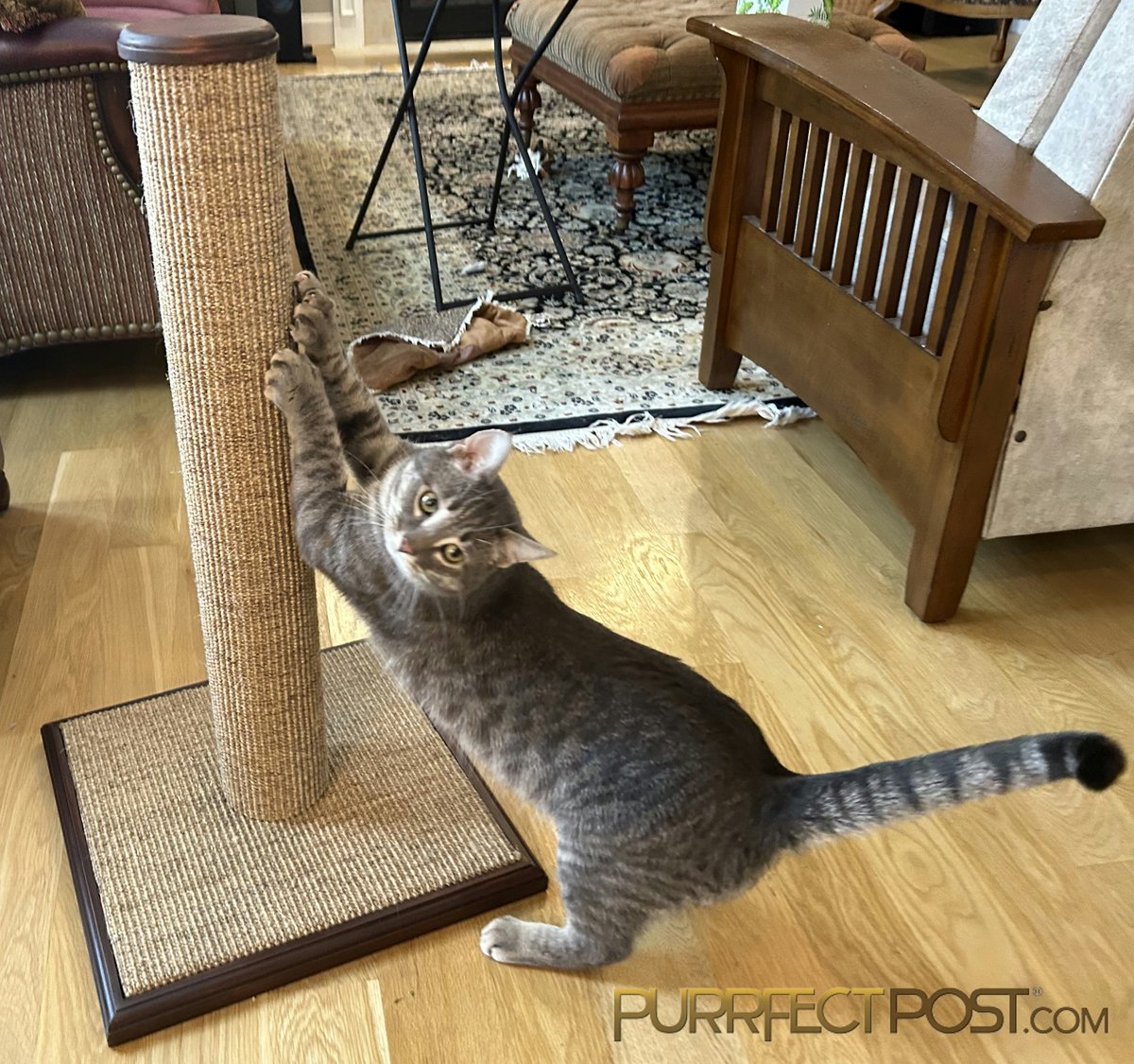 ⭐⭐⭐⭐⭐
Julian says, “Watch this . . .”
”Look at me, Mom, I’m scratchin’!”

Purrfect Post Deluxe - bit.ly/3aPpX0i

#purrfectpost #cats #bestscratchingpost
