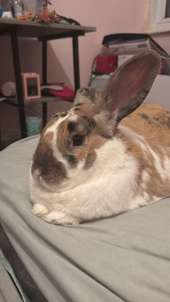 robyn 👱🏻‍♀️& paddy 🐰 tweet media