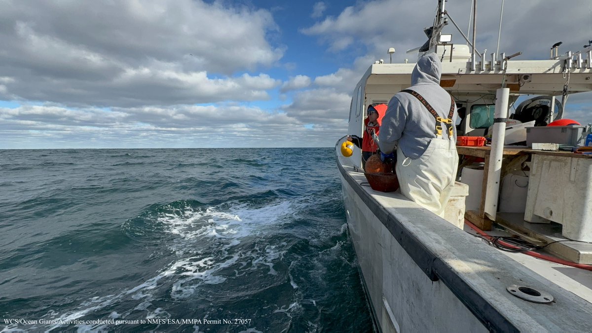 WCS (@thewcs) on Twitter photo This winter, the @WCSOcean Giants team retrieved and redeployed 6 acoustic monitoring instruments for a two-year project, supported by <a href="/NYSERDA/">NYS Energy Research and Development Authority</a>.
The data helps create baseline info on marine mammal species and ocean noise in offshore wind lease areas, guiding best practices. This winter, the @WCSOcean Giants team retrieved and redeployed 6 acoustic monitoring instruments for a two-year project, supported by <a href="/NYSERDA/">NYS Energy Research and Development Authority</a>.
The data helps create baseline info on marine mammal species and ocean noise in offshore wind lease areas, guiding best practices.