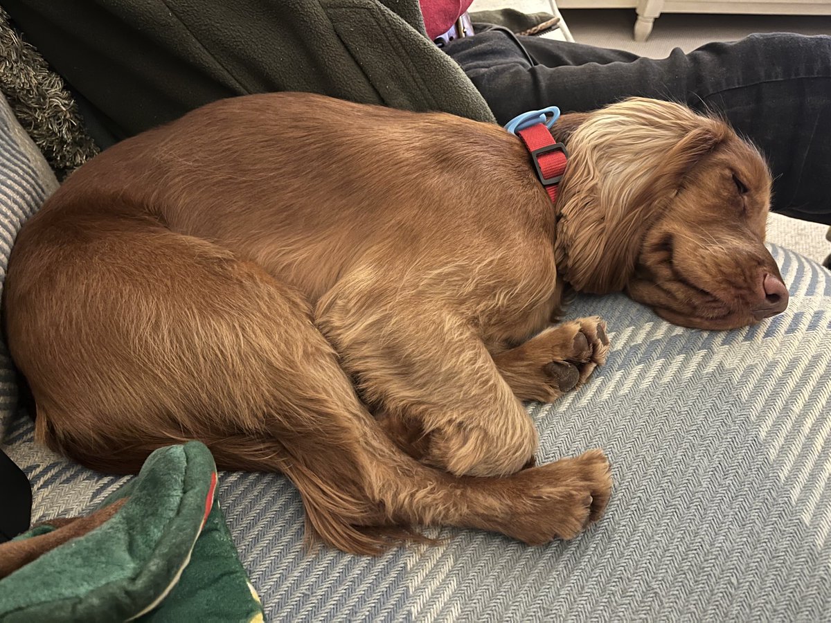 If we get a dog, said my husband, they’re not allowed on the sofa. That went well.