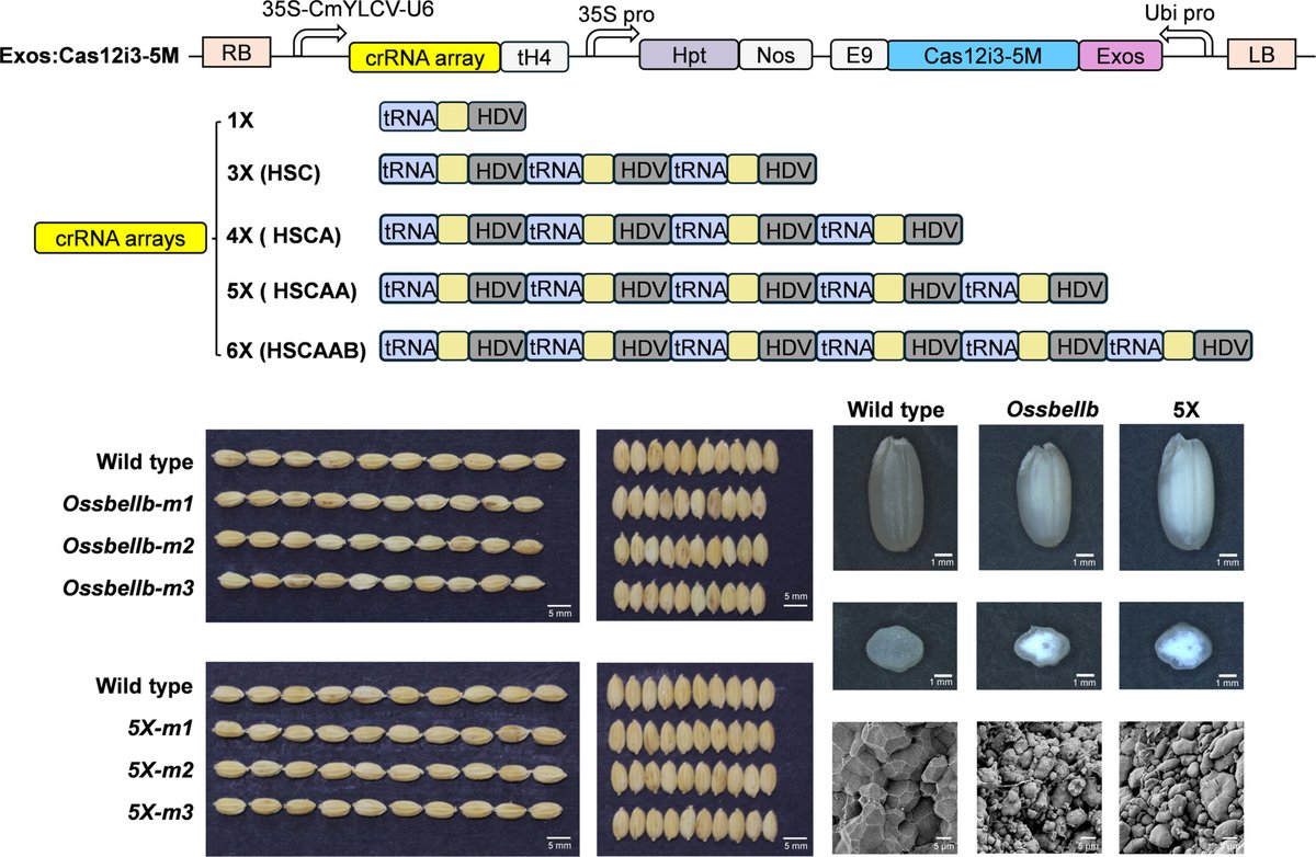 #Gene editing systems are powerful tools for functional #genomics and pyramiding beneficial alleles for #crop breeding. Here, Wang et al. report on a robust system for single and multiplex #GeneEditing in #rice. doi.org/10.1111/jipb.1… <a href="/wileyplantsci/">Wiley Plant Science</a> #PlantSci #JIPB #agriculture