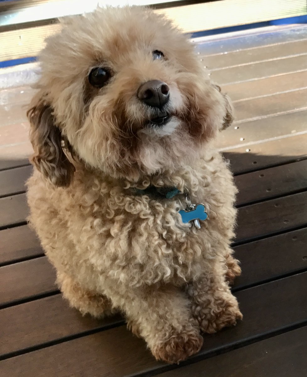 My heart is breaking 💔today there's a hole where my shadow used to be

Vale little Bear 🩵
Best little dog in the world, shadow, best mate for 17 fabulous years.  You rocked all of them.
Always in my heart ❤️🫶🫶❤️