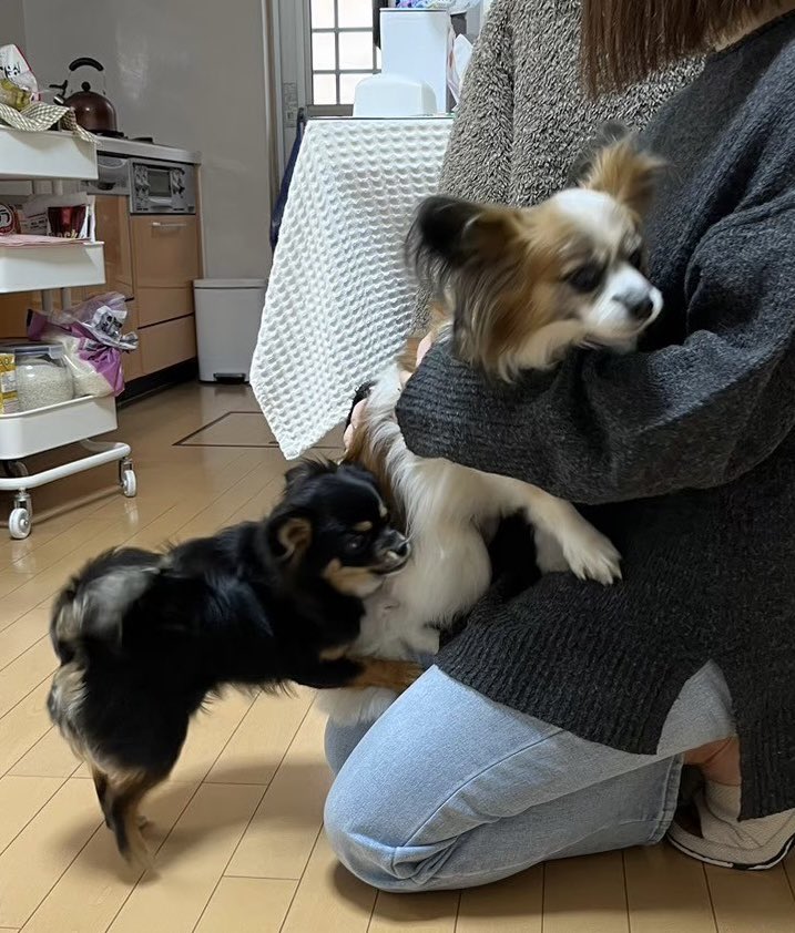 負けられない戦いがそこにある
大好き💕な「お姉ちゃん争奪戦」開幕💦
#犬 #愛犬 #パピヨン #犬好き #犬のいる暮らし