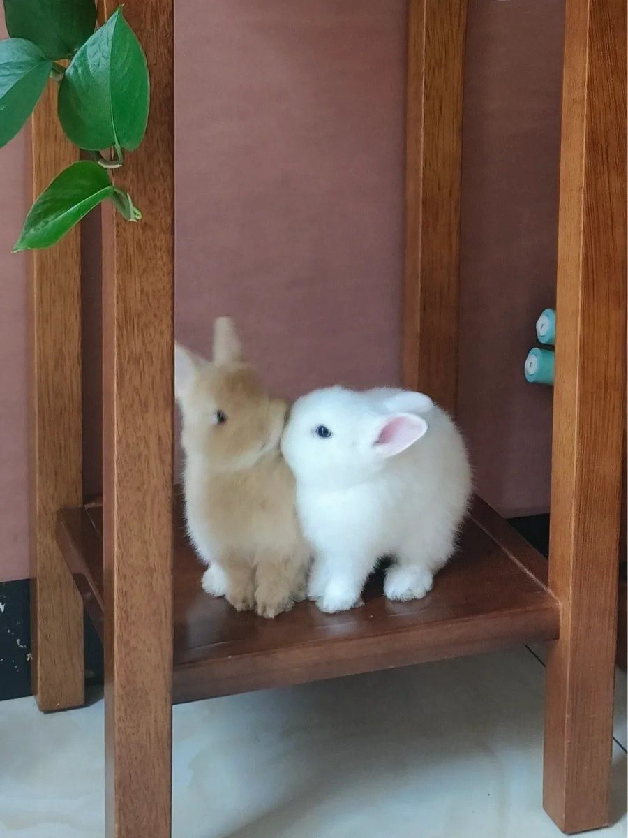 Why you should have a rabbit (@shouldhaverabit) on Twitter photo 