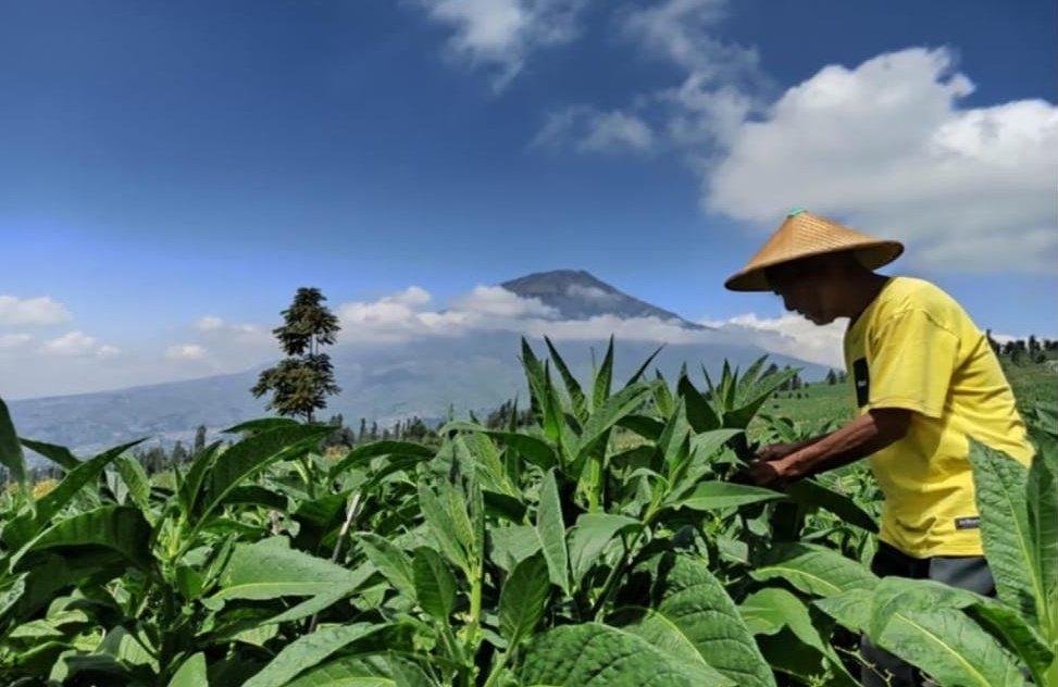 Disini tembakau kita juga punya peran &amp; kontribusi yg besar banget ke penerimaan negara. 

Nah, AS aja mau keluar dari WHO.
Lah, ini Kemenkes malah mau ikut-ikutan WHO maksain standardisasi kemasan rokok tanpa identitas merek ala-ala luar negeri loh

#maketobaccogreatagain 
#MTGA
