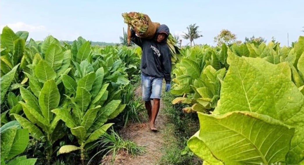 Indonesia dikenal byk provinsi dan memiliki Jawa Timur, Jawa Tengah, Jawa Barat, NTB, Aceh sbg sentra produksi tembakau penting di Indonesia.

Ada jutaan petani, pekerja yg dihidupi dari tembakau. Stop intervensi asing di kebijakan terkait tembakau

#maketobaccogreatagain 
#MTGA