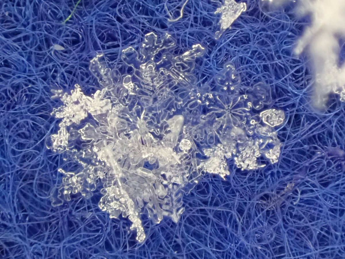 EBA_kisyoukan's tweet photo. 5日から６日にかけて広島市中区に積もった雪。６日の明け方に積もった雪を割ばしでフェルトの上に載せ、竹串で広げて雪の結晶を探してみました。ライトを当ててキラっと光るところをマクロ撮影のできるカメラで撮ると、あまり絡まりあっていない雪の結晶が見つかりました。
#江波山気象館 #雪 #雪結晶 https://t.co/Pxdyhk8HnO