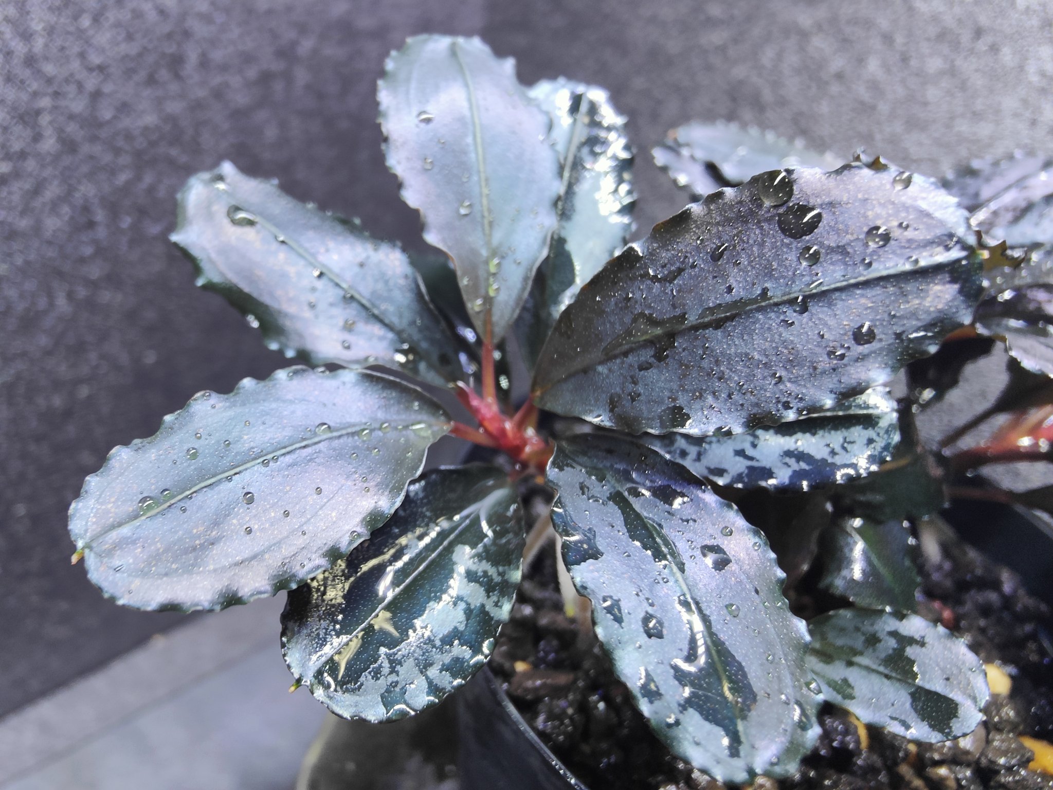 キボーデコ (@kiboudeko) / X