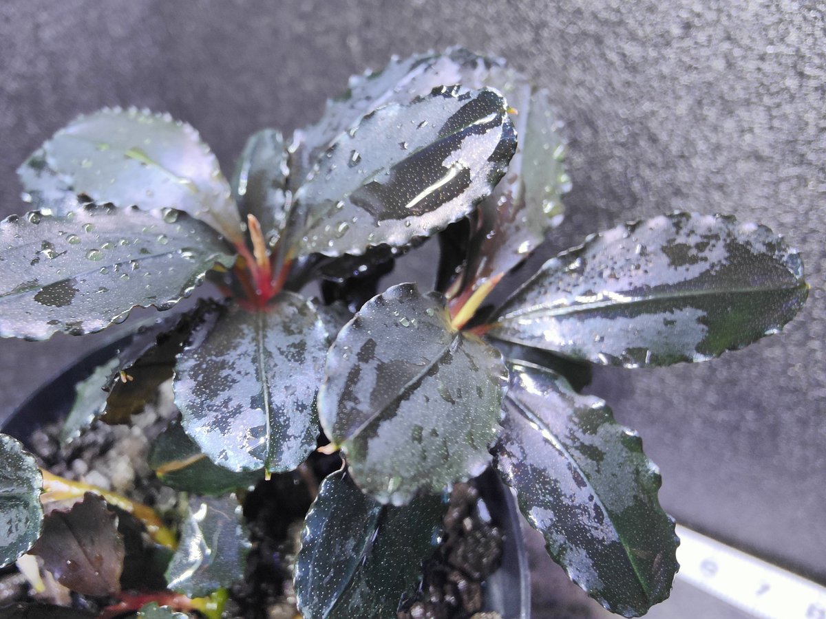 5/3まで　Bucephalandra Blue llic 2株 Yahoo!オークション - ブセファランドラ Bucephalandra sp Super