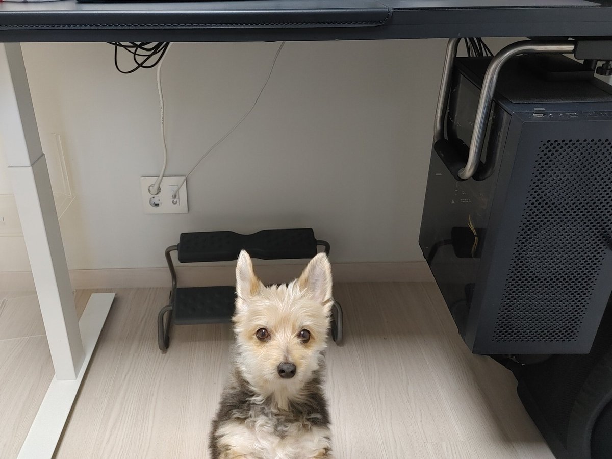 컴퓨터 선정리한 거 찍을랫는데(저게 최선임)
관종견 난입