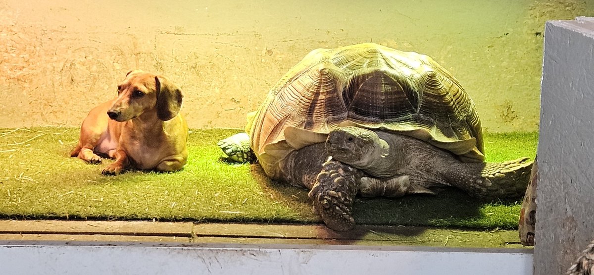 Waffles and Mango tweet media