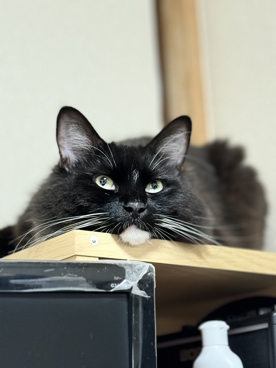 じっと時計を見つめながらあと10分でご飯だわぁ。
#猫 #cat